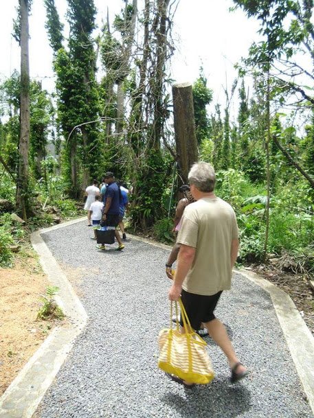 Rainforest trail